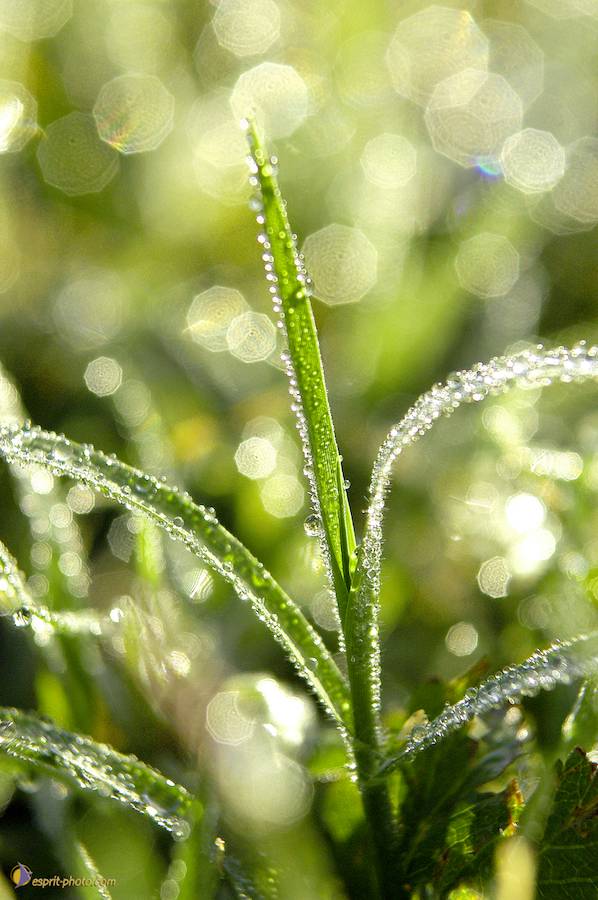 Nom de l'image : Nat-1139-01_(c)Norbert-JUNG — Description :